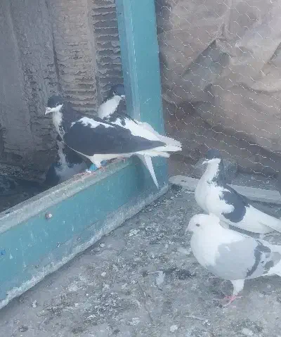 ۷ الی ۸تا رنگی غلط|پرنده|محمدیه-قزوین, |دیوار