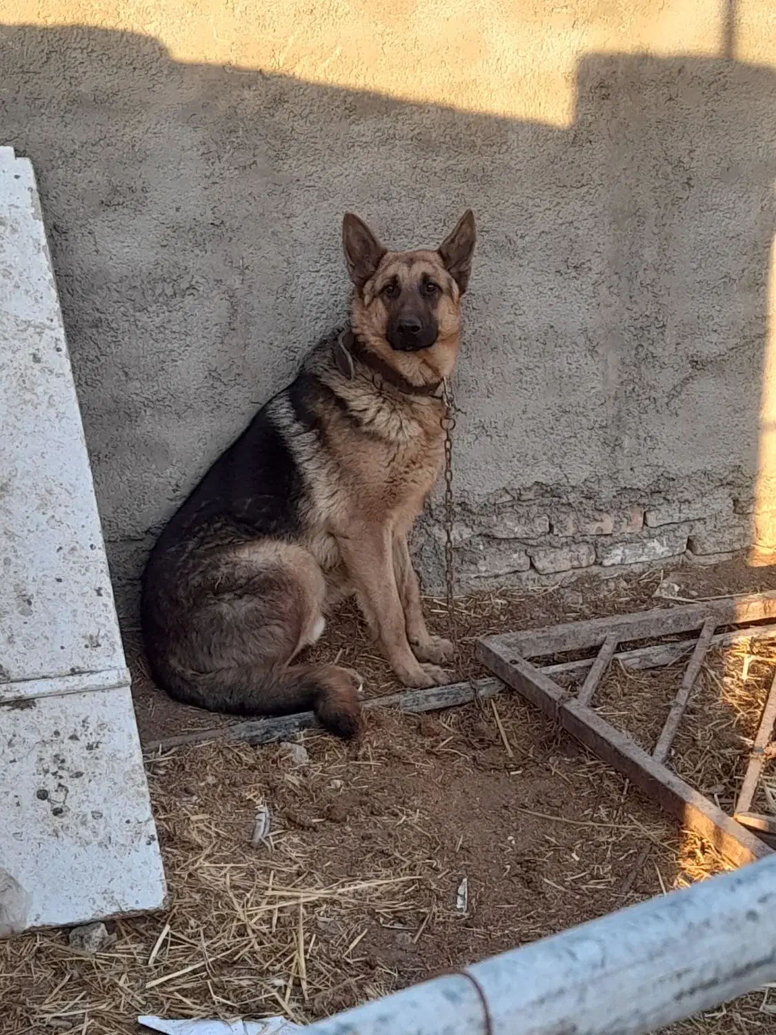 ژرمن شپرد|سگ|اسلام‌شهر, شهرک محمدیه|دیوار