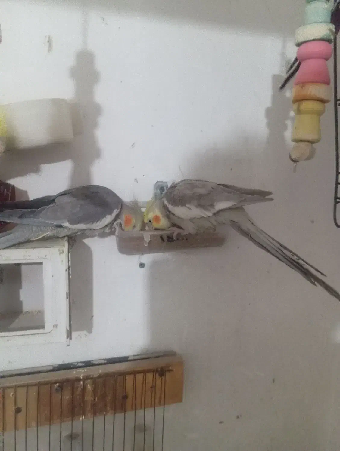 عروس هلندی|پرنده|صباشهر, |دیوار