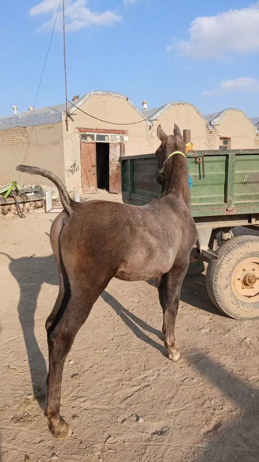 خریدوفروش اسب و پانسیون(چک معتبر)|اسب و تجهیزات اسبسواری|سردرود, |دیوار