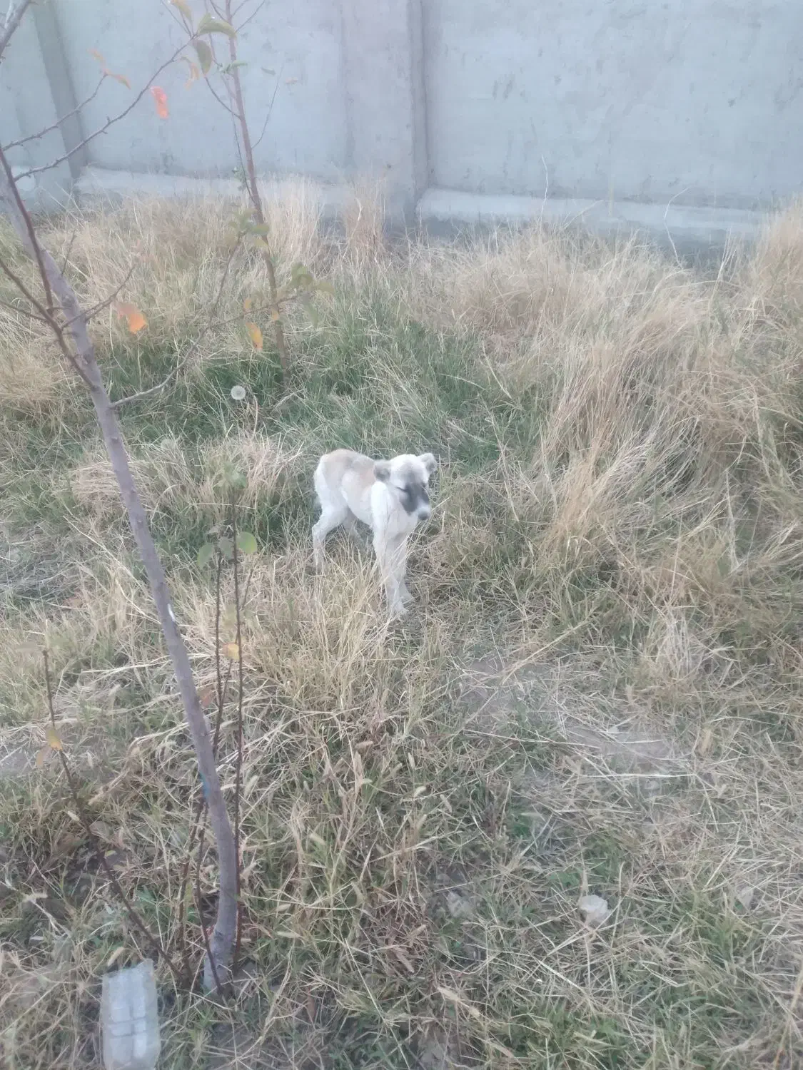 واگذاری ۲ قلاده توله سگ|سگ|ارشق, |دیوار