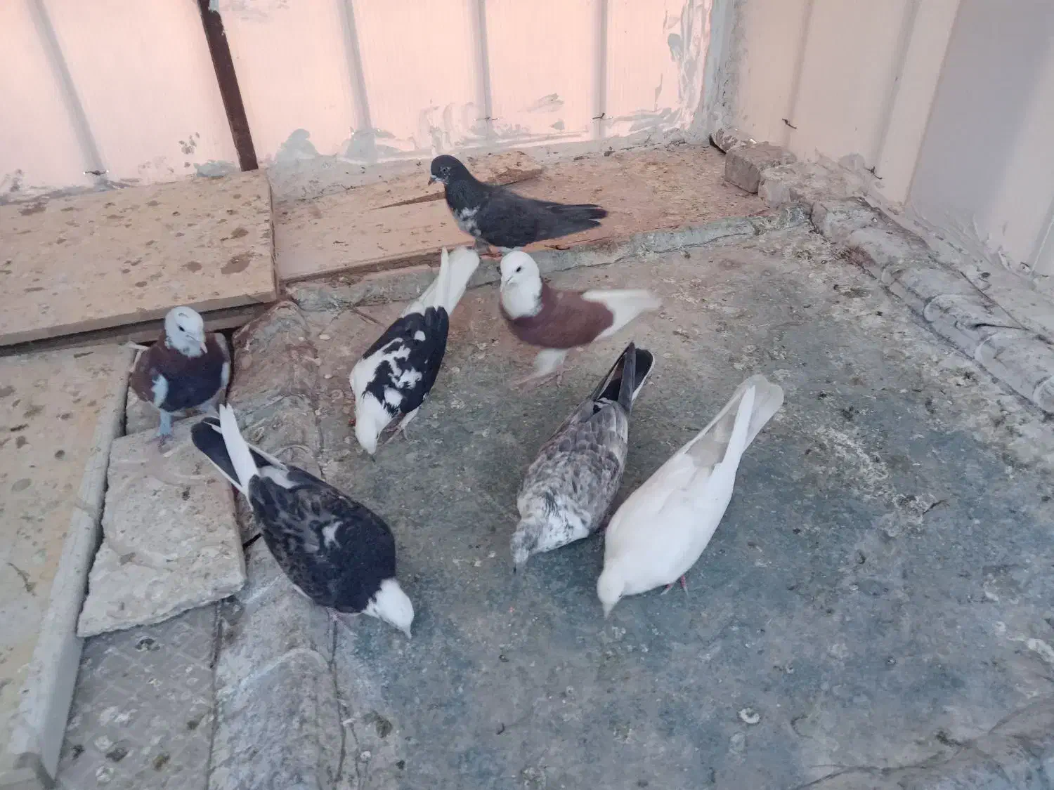 کفتر خوش رنگ|پرنده|کاشان, پشت شهربانی|دیوار