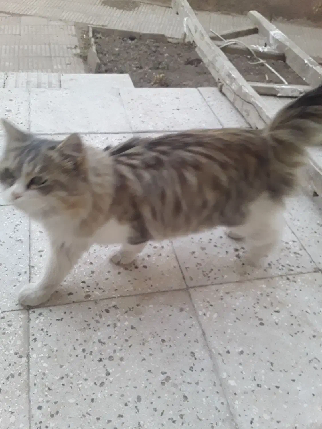 گربه خانگی|گربه|سبزوار, امام خمینی (ناوی)|دیوار