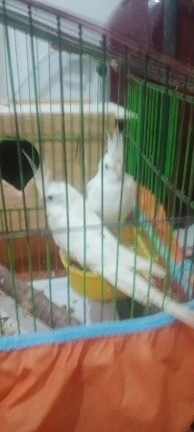 عروس هلندی|پرنده|رشت, حومه رشت|دیوار