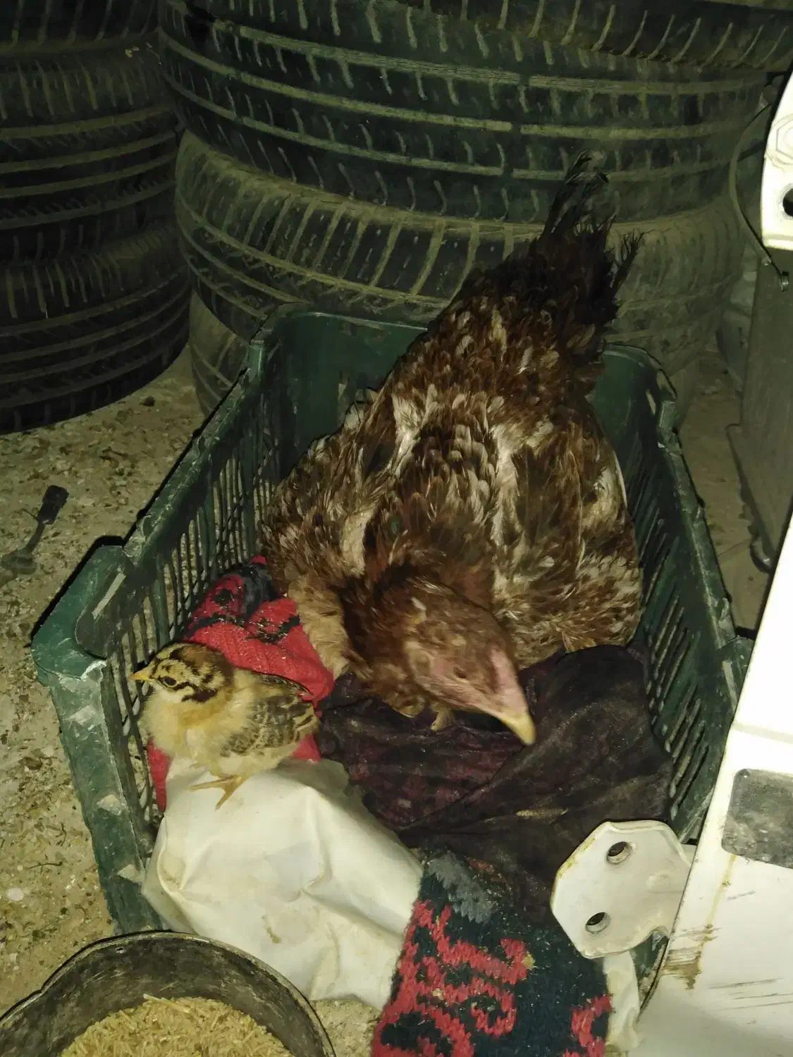 مرغ لاری وجوجه|حیوانات مزرعه|سرپل ذهاب, |دیوار