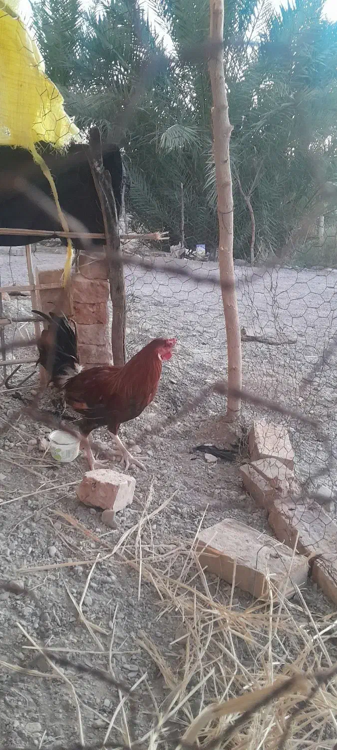 خروس|حیوانات مزرعه|دامن, |دیوار