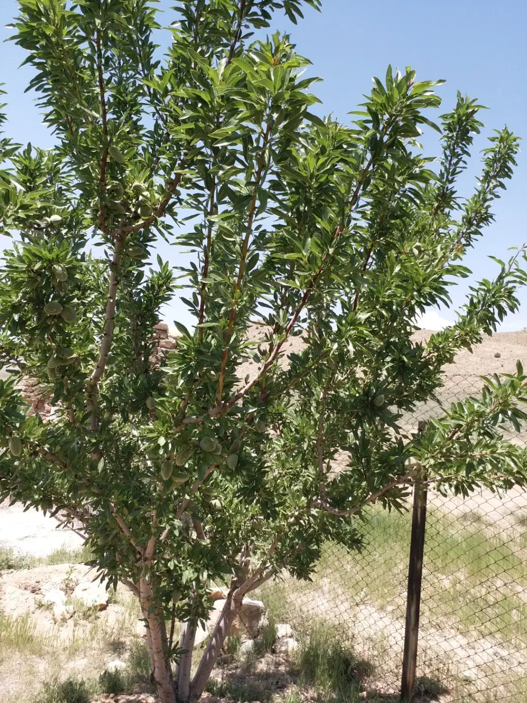 فروش یا معاوضه زمین کشاورزی|فروش دفتر صنعتی، کشاورزی، تجاری|دماوند, دماوند|دیوار