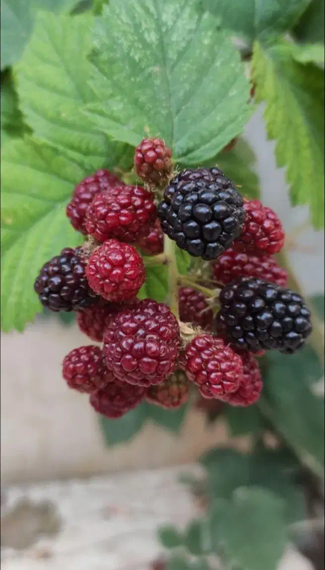 تمشک بدون خار|گل و گیاه طبیعی|رستم‌آباد, |دیوار