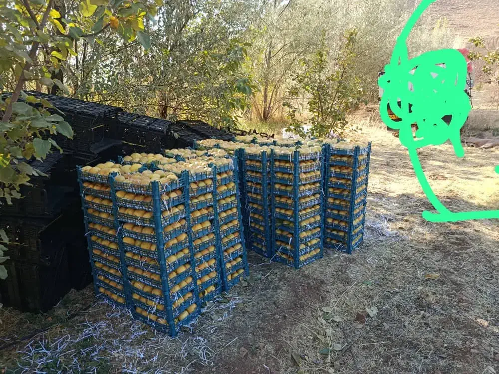 فروش 10تن به بصورت عمده|عمدهفروشی|موچش, |دیوار