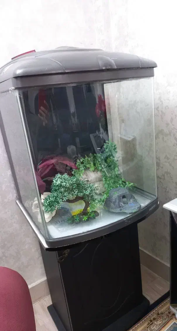 آکواریم|ماهی|قرچک, زیبا شهر|دیوار