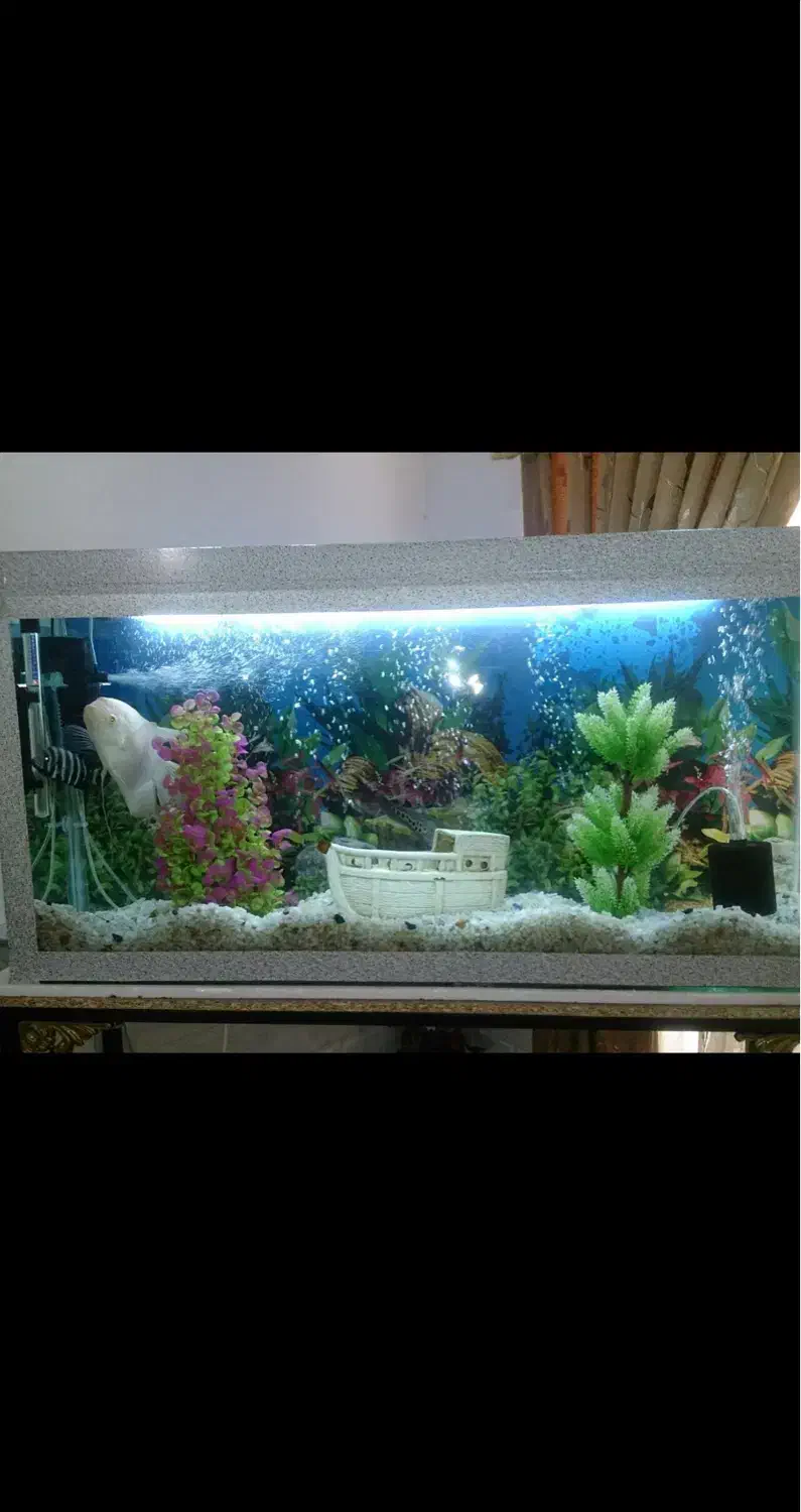 اکواریوم|ماهی|رفسنجان, |دیوار