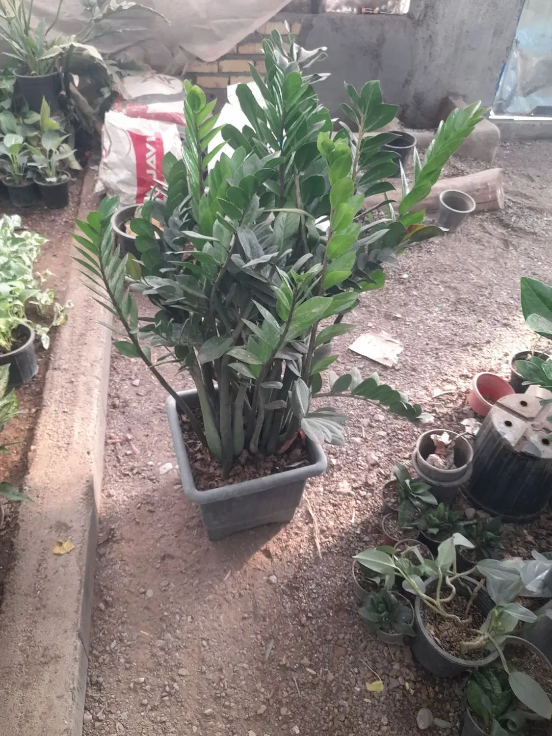 دیفن باخیابرگ پهن از۱۵۰تا۸۵۰|گل و گیاه طبیعی|تربت جام, تیپ ۳۸ زرهی تربت جام|دیوار