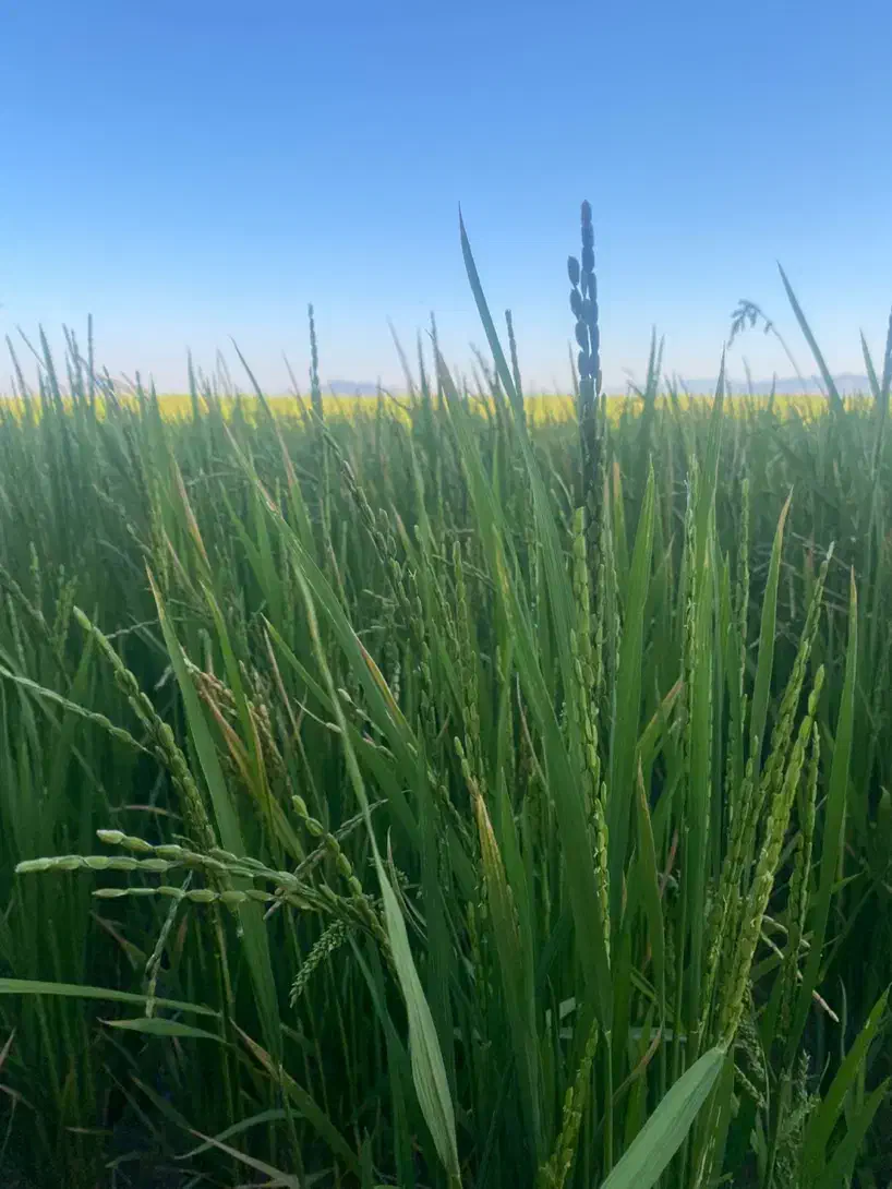 اجاره زمین کشاورزی|اجارهٔ دفتر صنعتی، کشاورزی، تجاری|درودزن, |دیوار