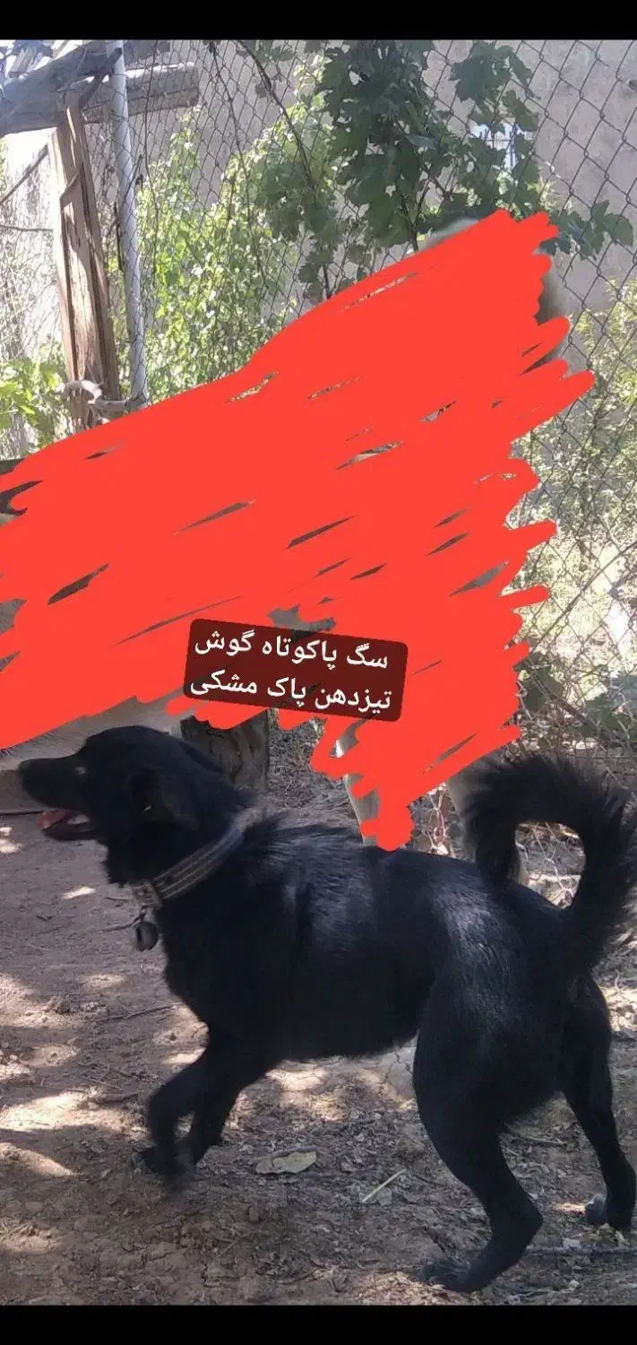 سگ پاکوتاه ژرمن گوش تیزمشکی|سگ|ابهر, |دیوار