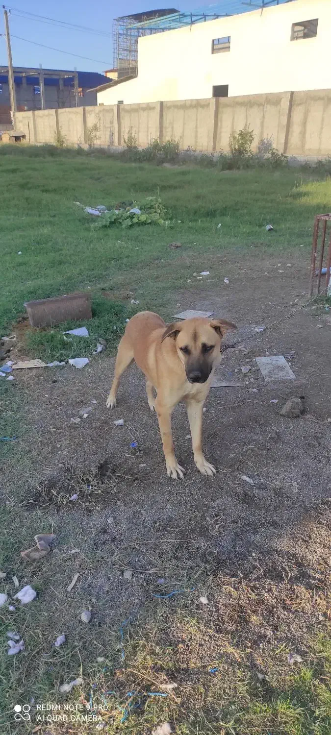 واگذاری سگ|سگ|کردکوی, |دیوار