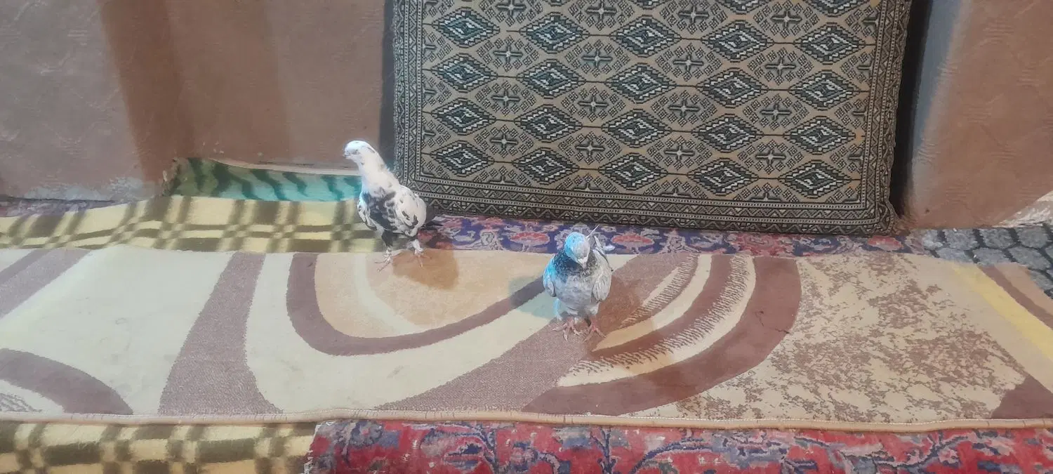 کبوتر|پرنده|هیر, |دیوار