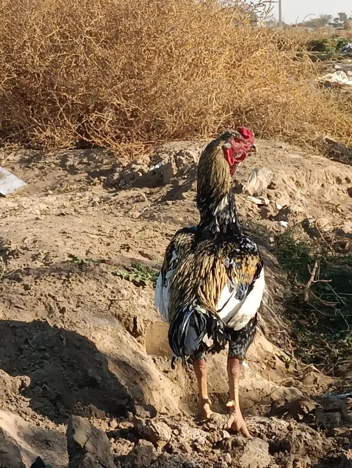 خروس لاری اصیل|حیوانات مزرعه|مشهد, نیزه|دیوار
