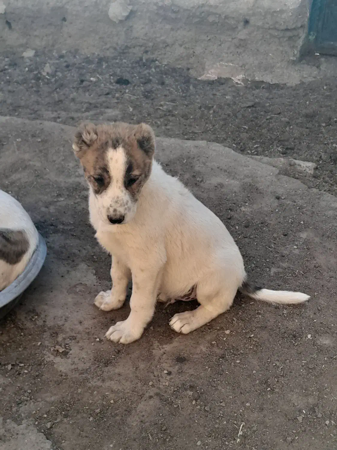 یک عدد کوچ سگ هفتاد روزه|سگ|فردوس (خراسان), |دیوار