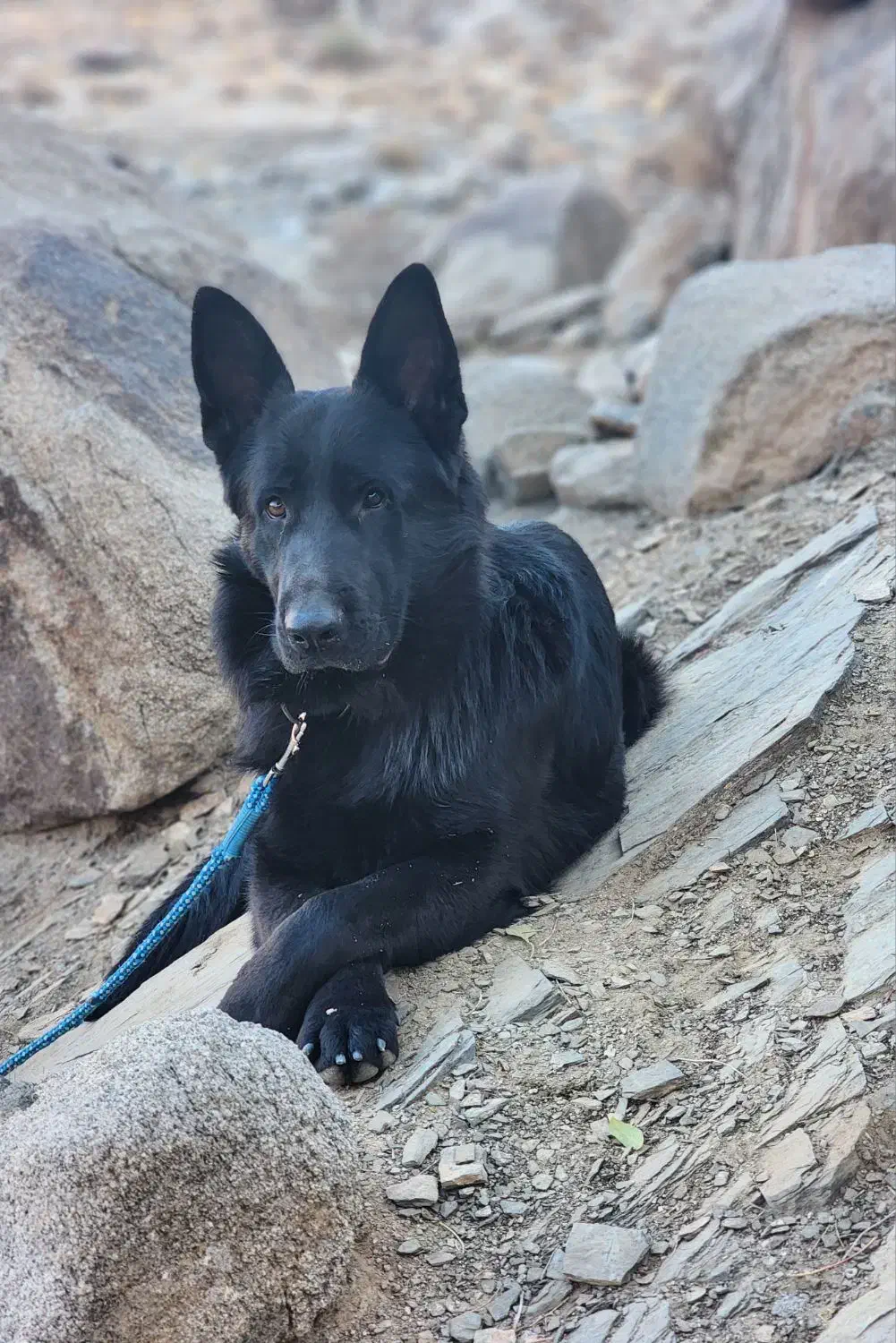 ژرمن بلک شولاین|سگ|زاهدان, |دیوار