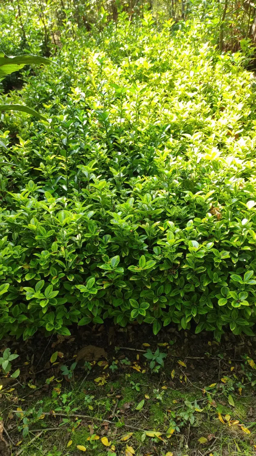 فروش نهال و قلمه شمشاد طلایی|گل و گیاه طبیعی|رودسر, |دیوار