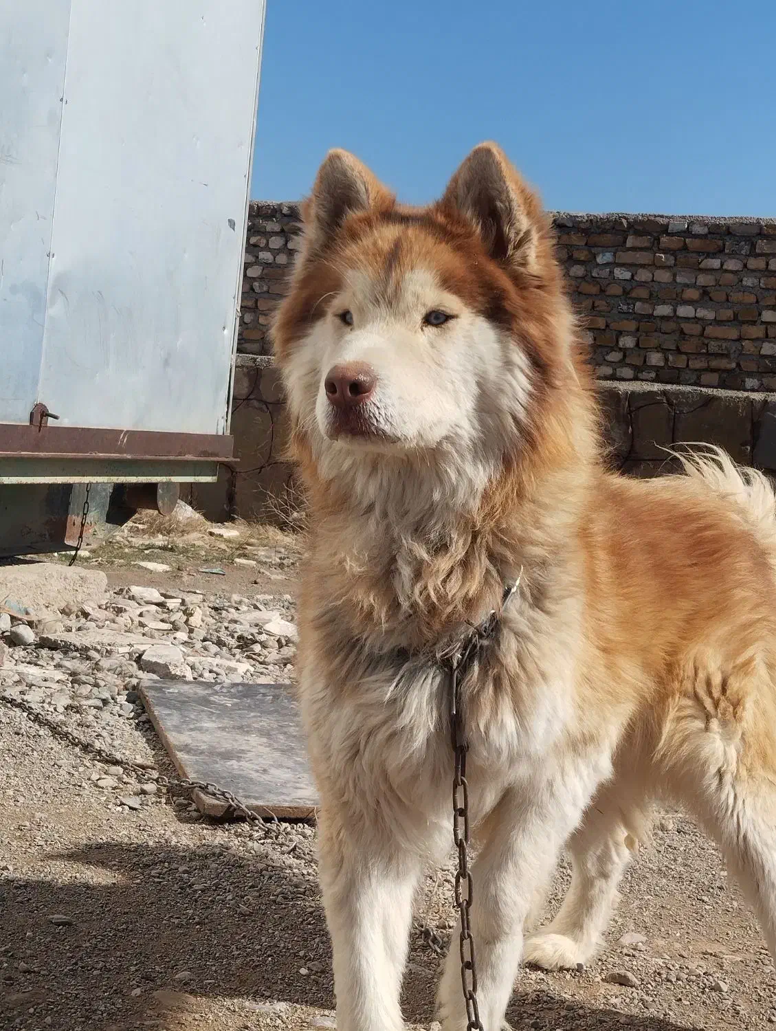 سگ هاسکی|سگ|مشهد, شهرک صنعتی مشهد|دیوار