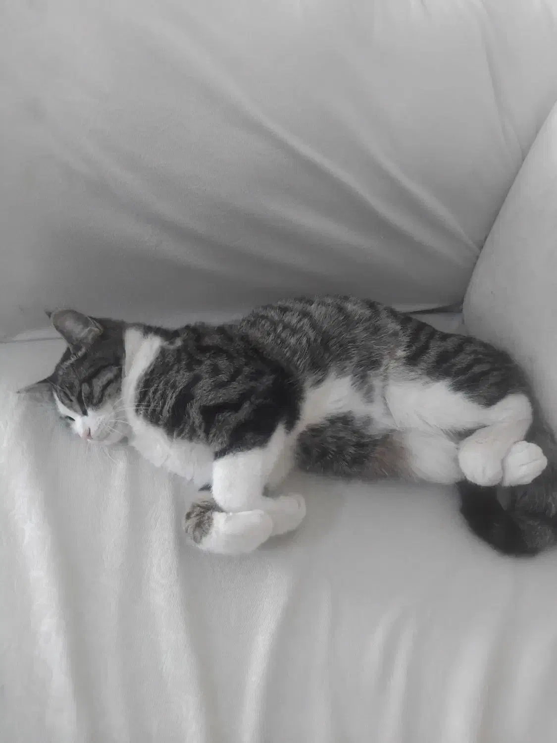 واگذاری گربه بصورت رایگان|گربه|بجنورد, |دیوار