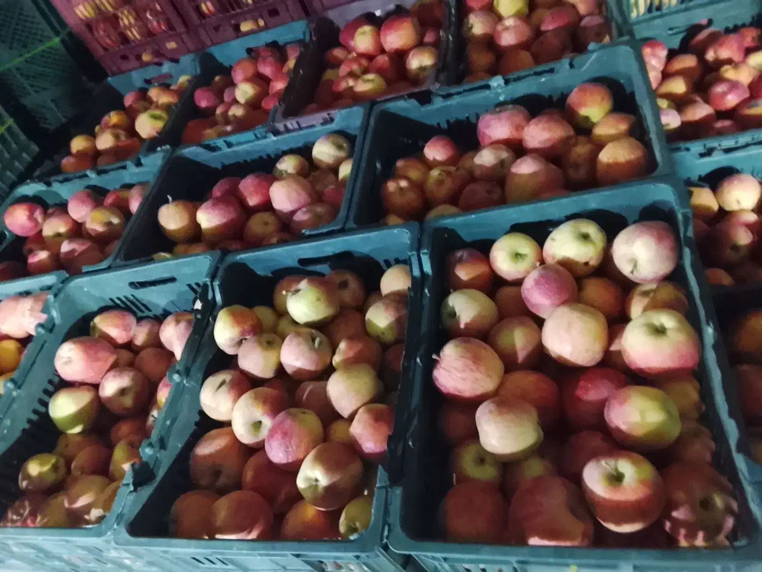 سیب قرمز|خوردنی و آشامیدنی|نقده, |دیوار