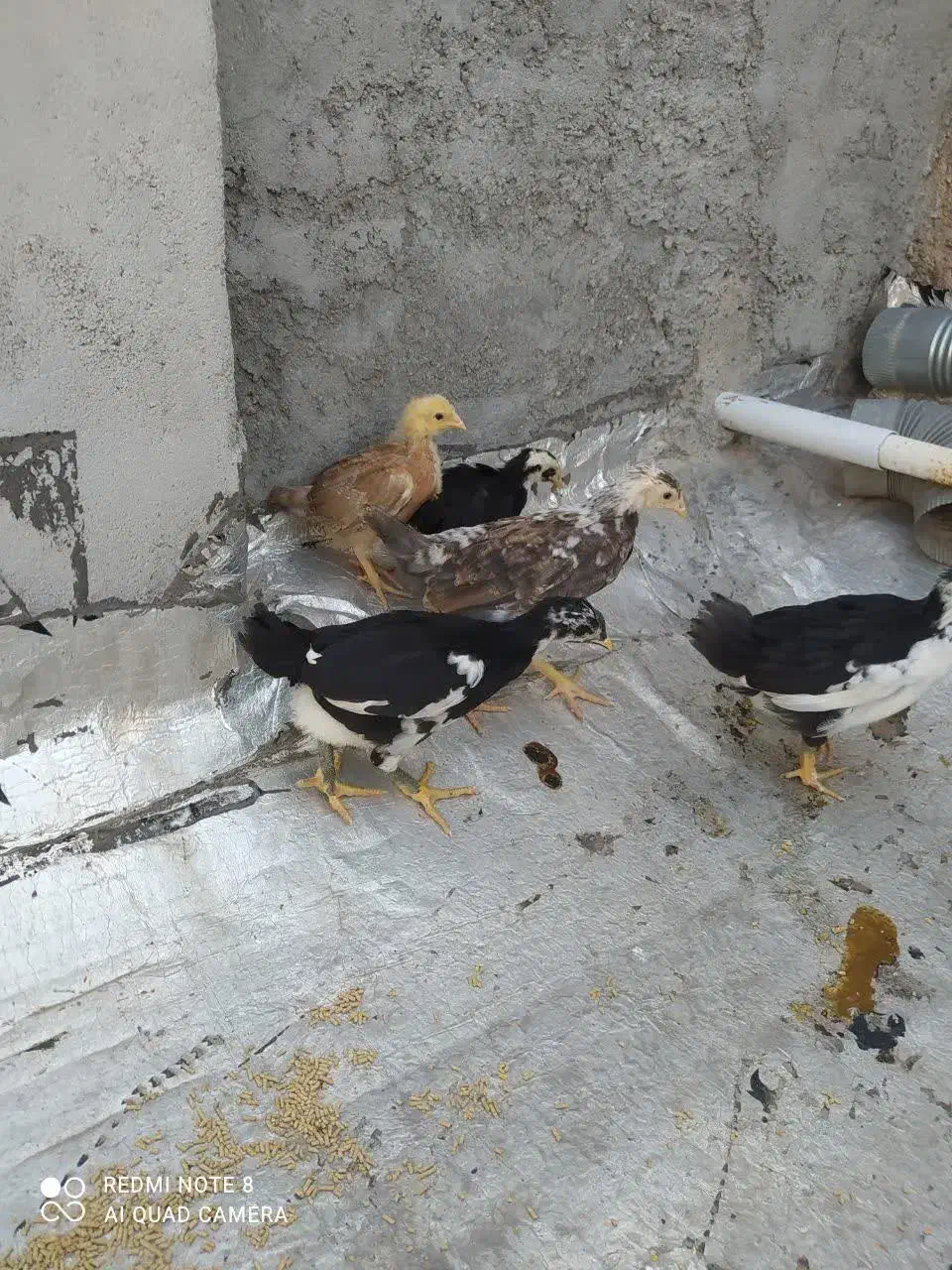 جوجه لری|حیوانات مزرعه|دزفول, |دیوار