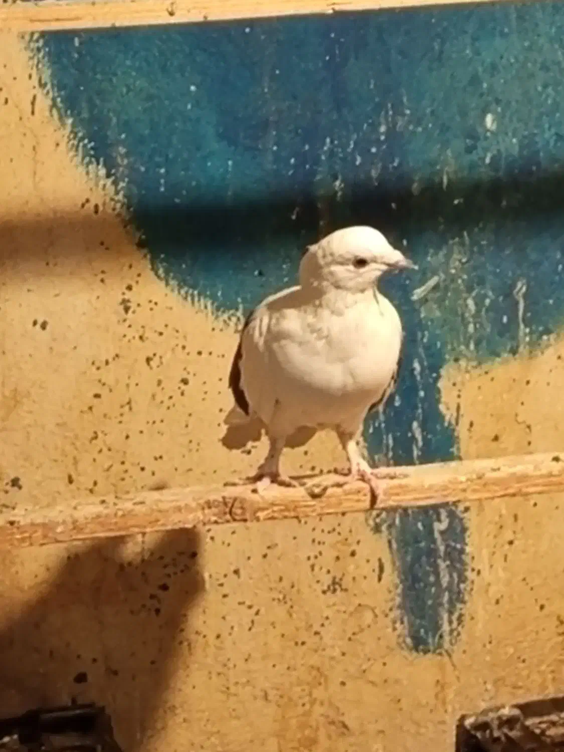 کفتر|پرنده|کرج, شهرک امیر المومنین|دیوار