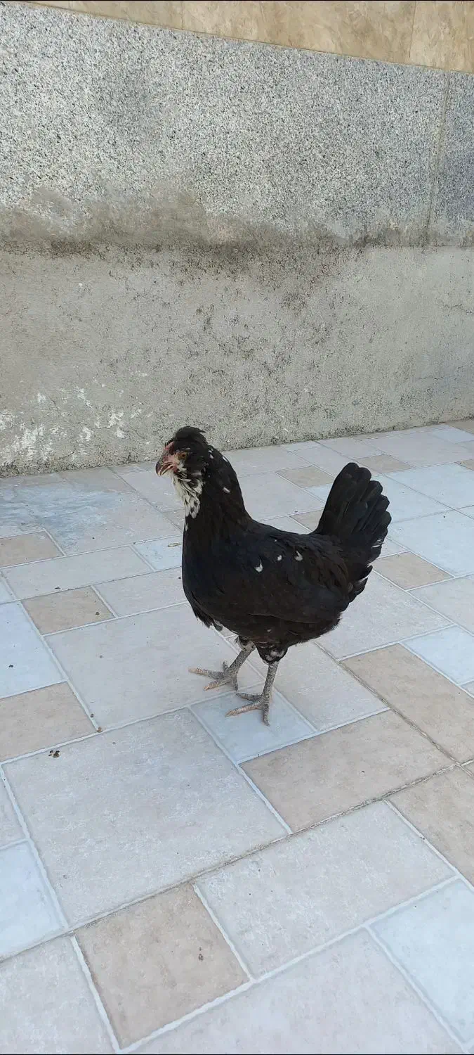 تعدادی مرغ خروس گلین|حیوانات مزرعه|سرپل ذهاب, |دیوار