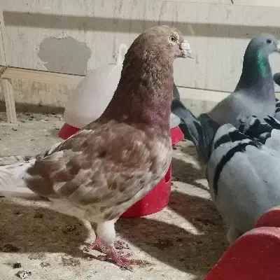 کبوتر سار رنگ خاص|پرنده|گنبد کاووس, |دیوار