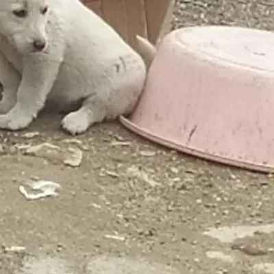 پاکوتا|سگ|شاهین دژ, |دیوار