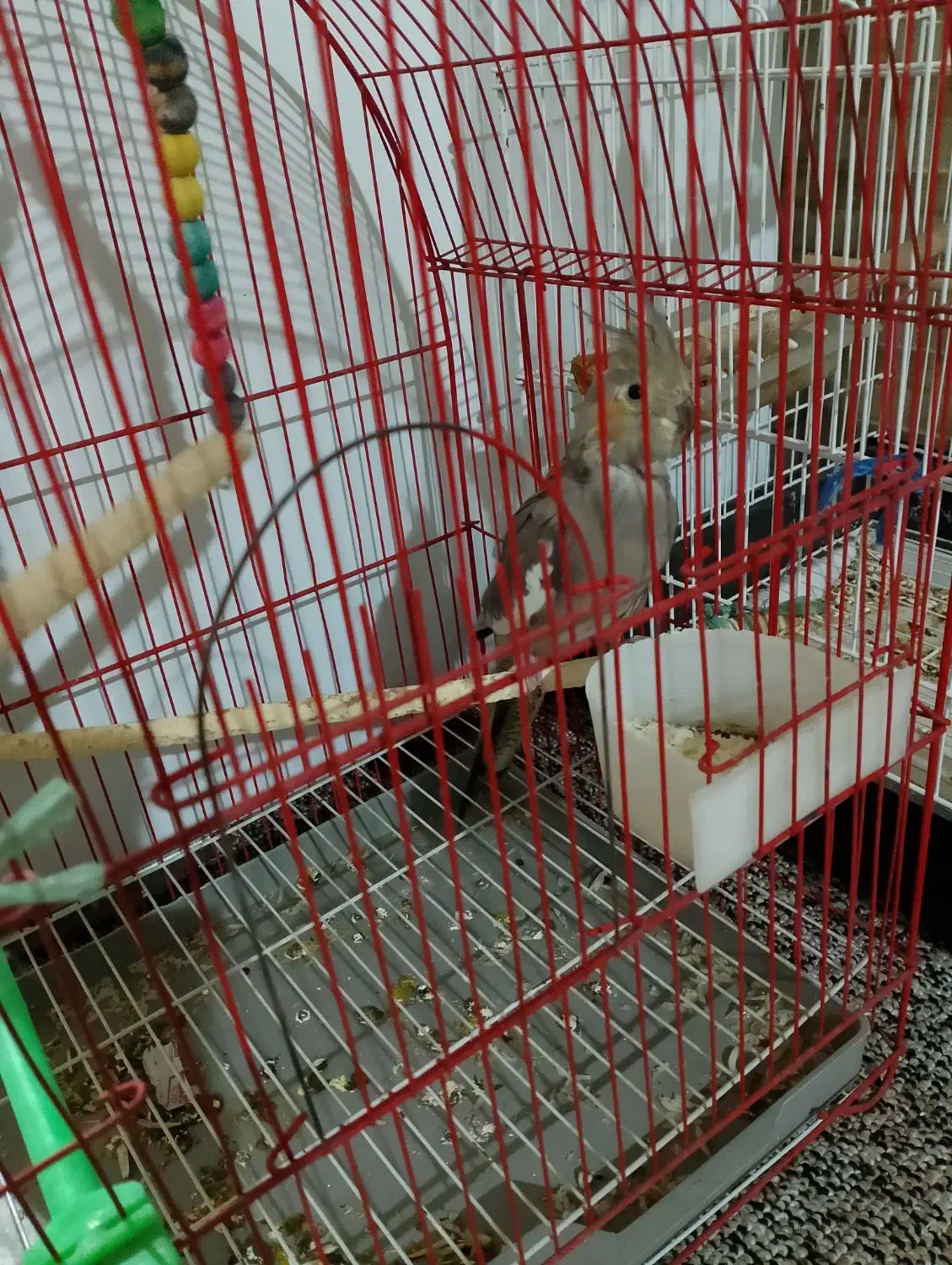 عروس هلندی|حیوانات|شوش, |دیوار