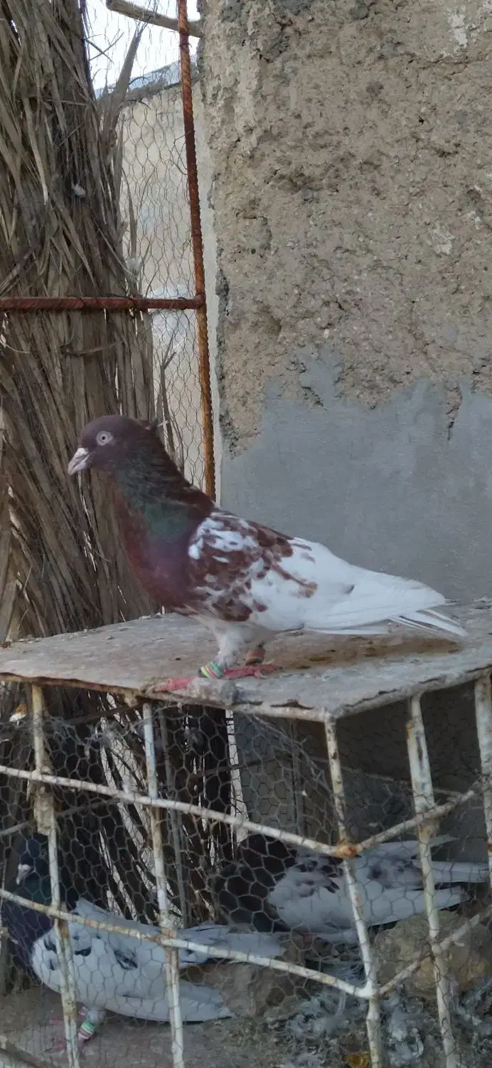 کبوتر کله سرخ نر|پرنده|شیراز, ارم|دیوار