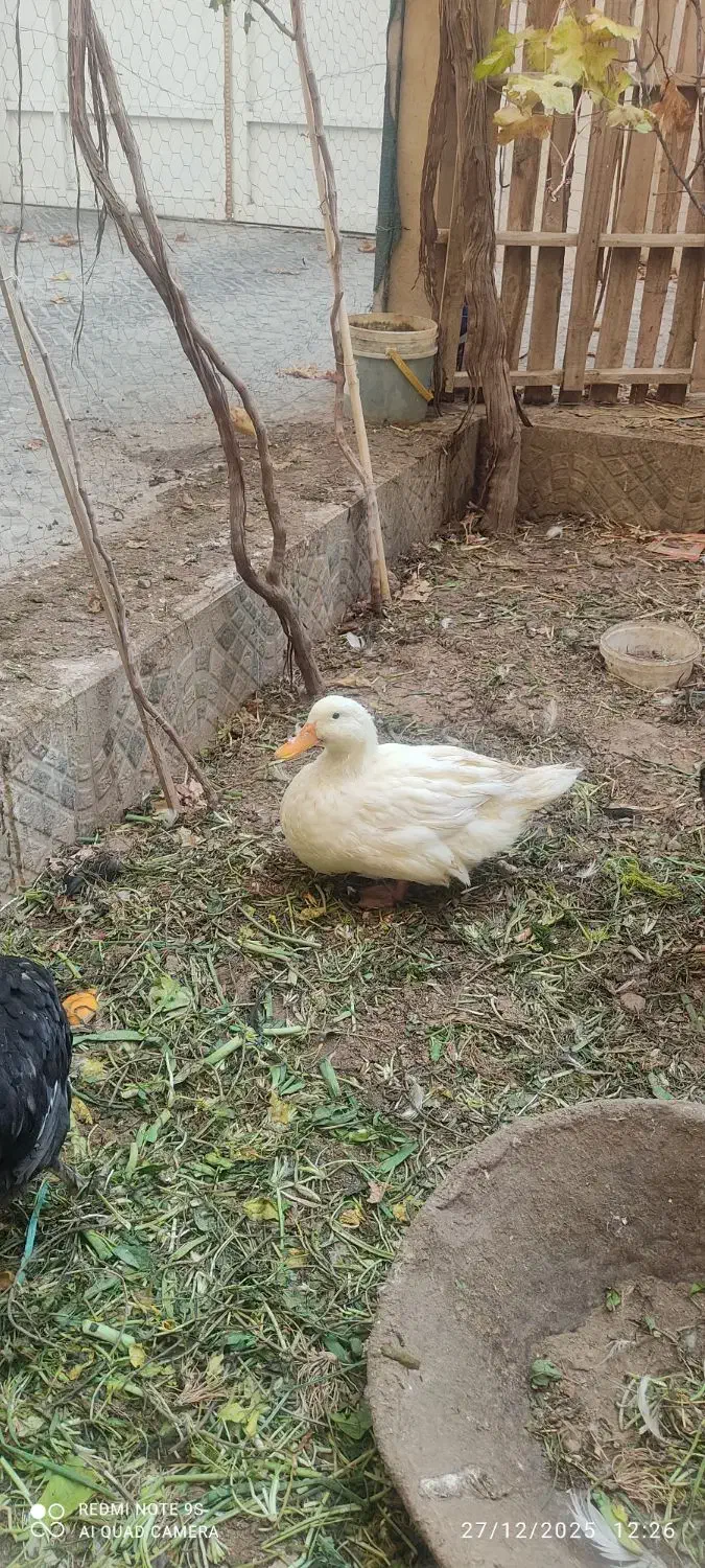 اردک|حیوانات مزرعه|سمنان, |دیوار