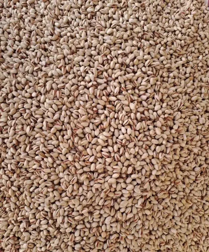 پسته خام فندقی وبادامی خندون امسالی|خوردنی و آشامیدنی|شاهینشهر, نبوت|دیوار