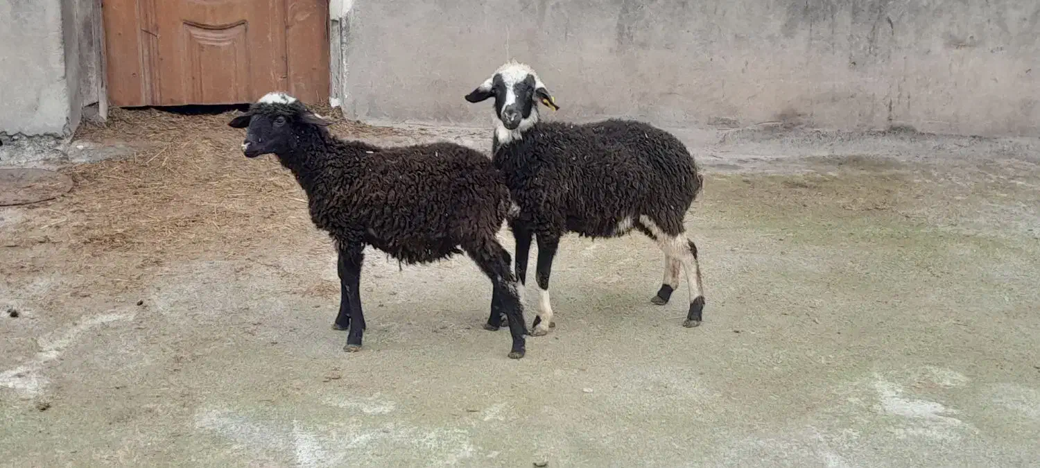 2عدد بره|حیوانات مزرعه|نوشهر, |دیوار