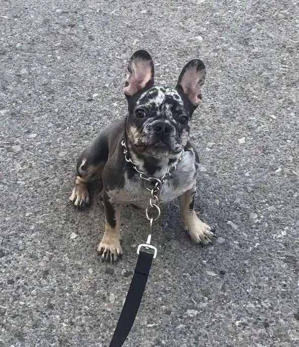 واگذاری سگ فرنچ پولداگ بازیگوش و باهوش|سگ|هچیرود, |دیوار