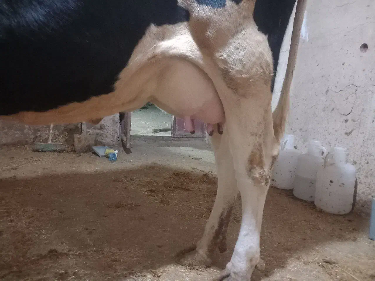 گاو شیری|حیوانات مزرعه|دینور, |دیوار