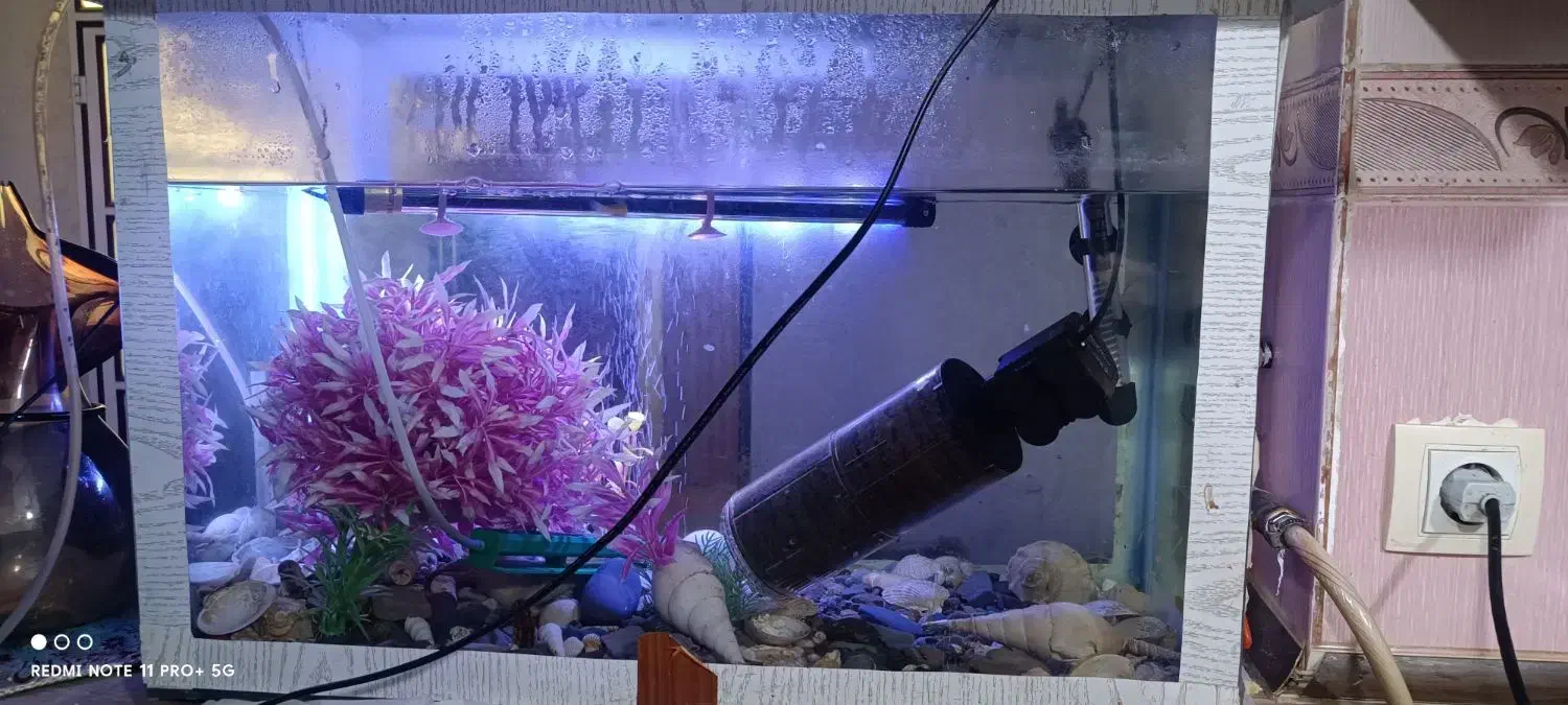 آکواریوم|ماهی|بندرعباس, |دیوار