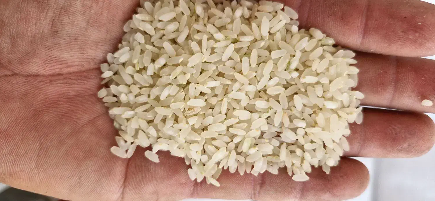 برنج‌کامفیروزی|خوردنی و آشامیدنی|بانش, |دیوار