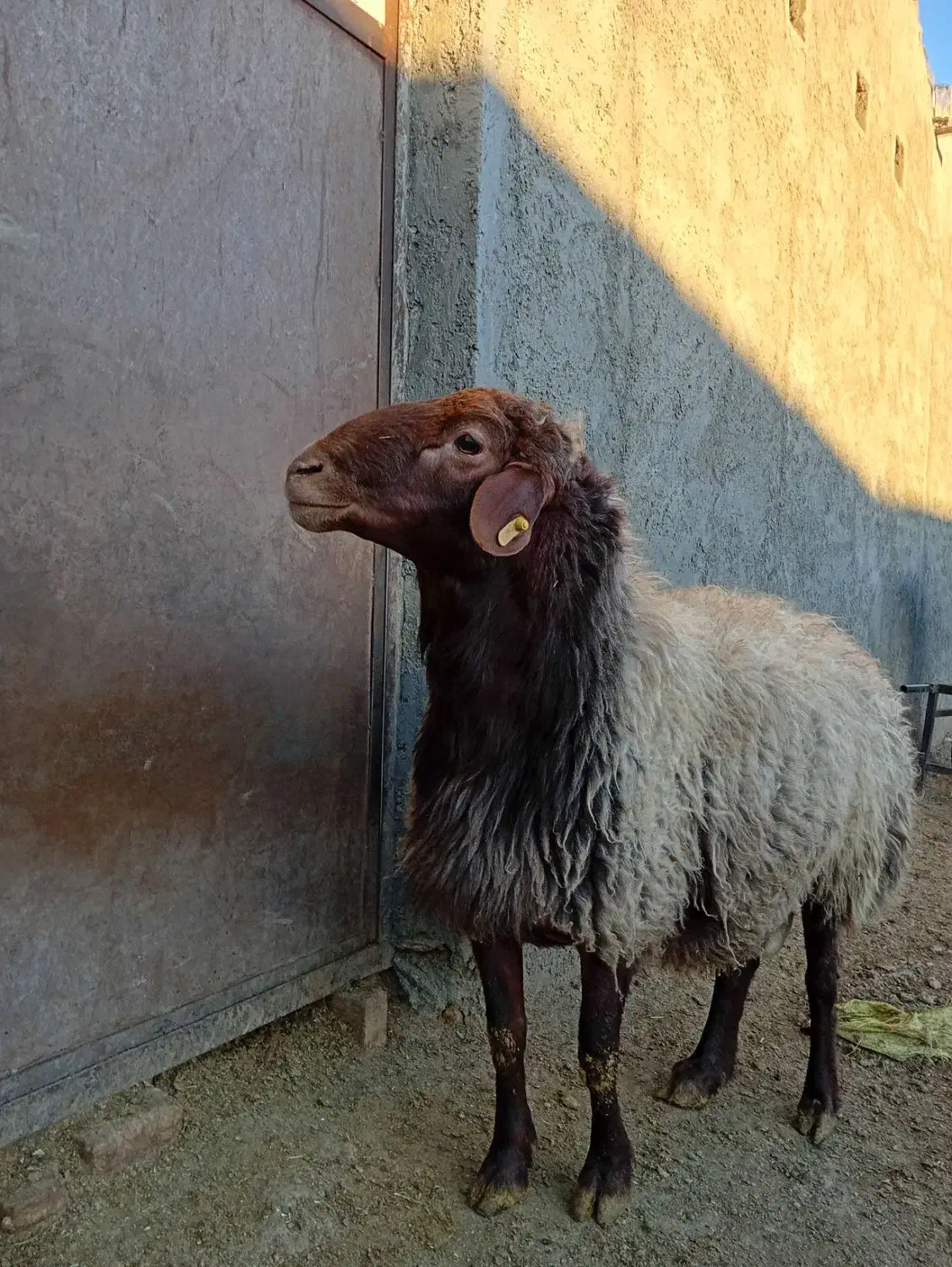 قوچ همو|حیوانات مزرعه|بزینه رود, |دیوار