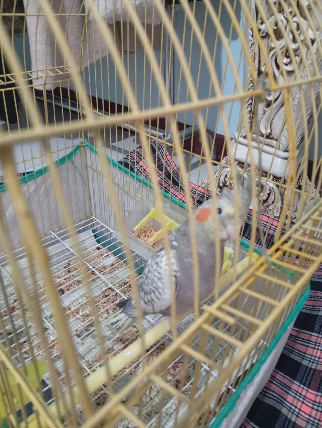 طوطی عروس|پرنده|رشت, فلسطین|دیوار