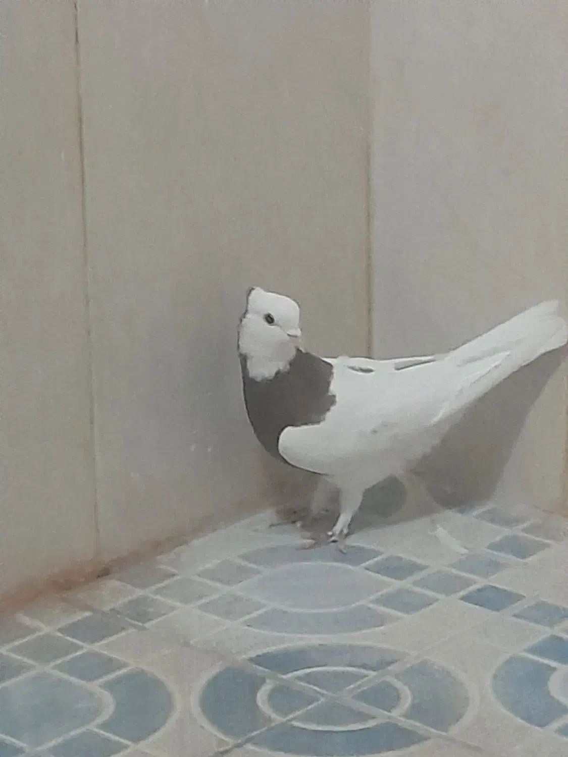 گمشده گمشده در خیابان امام رضا کسی گرفت خبری بده|حیوانات|بافق, |دیوار