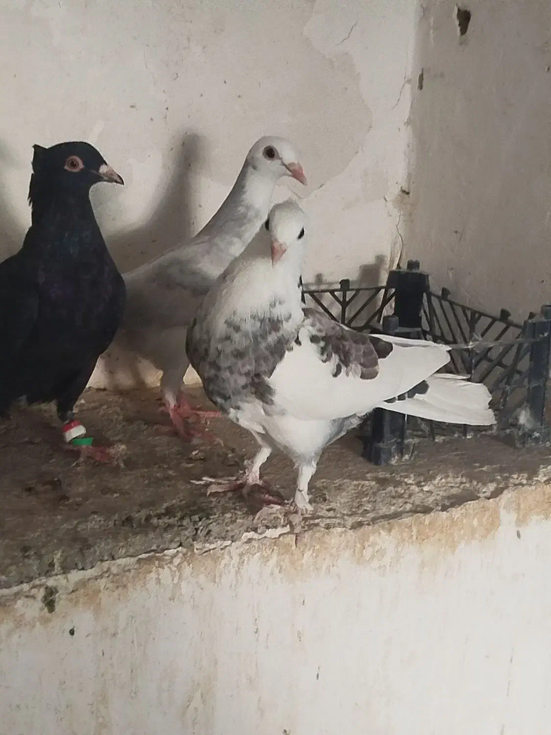 سه عدد کفتر پرشی|پرنده|شیروان (خراسان), |دیوار