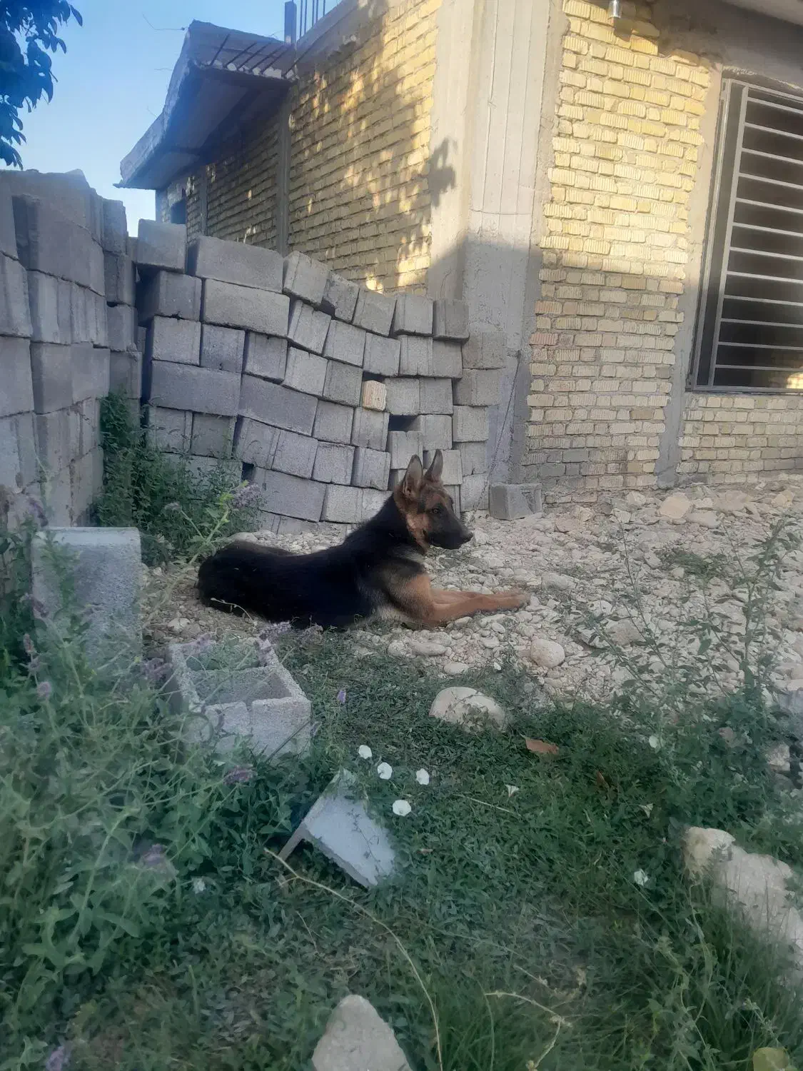 سگ ژرمن|سگ|یاسوج, |دیوار