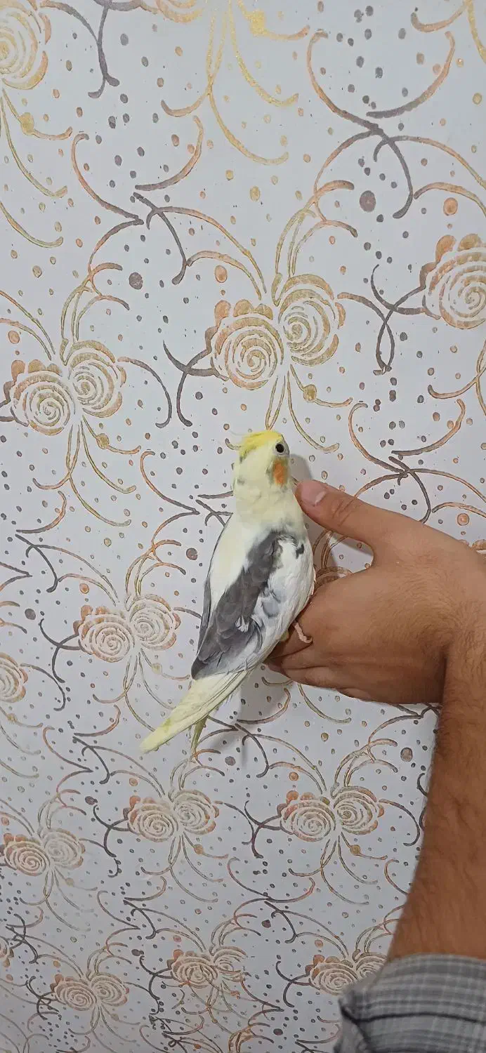 عروس هلندی ماده(لوتینو دوکت)۳ماه نیم.رام.و دستی|پرنده|لاهیجان, لیالستان|دیوار