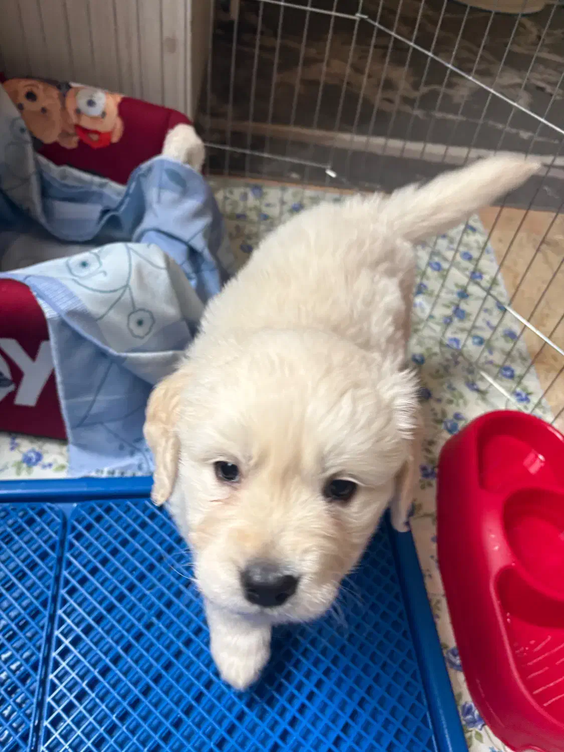 توله‌سگ گلدن رتریور ۲ ماهه، سالم و واکسینه|سگ|تهران, منیریه|دیوار