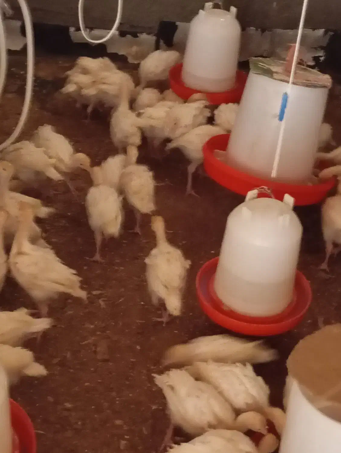 جوجه بوقلمون بیوتی زرین 6|حیوانات مزرعه|حبیب آباد, |دیوار