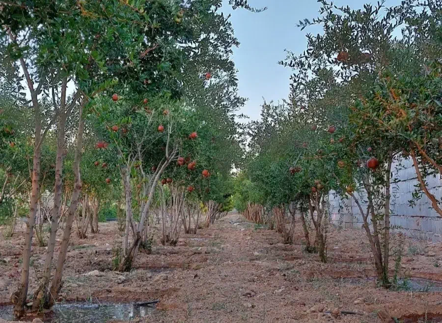 باغ انار ۱۰ ساله مجوز دار در دولت اباد برخوار|فروش زمین و ملک کلنگی|شاهین‌شهر, گرگاب|دیوار